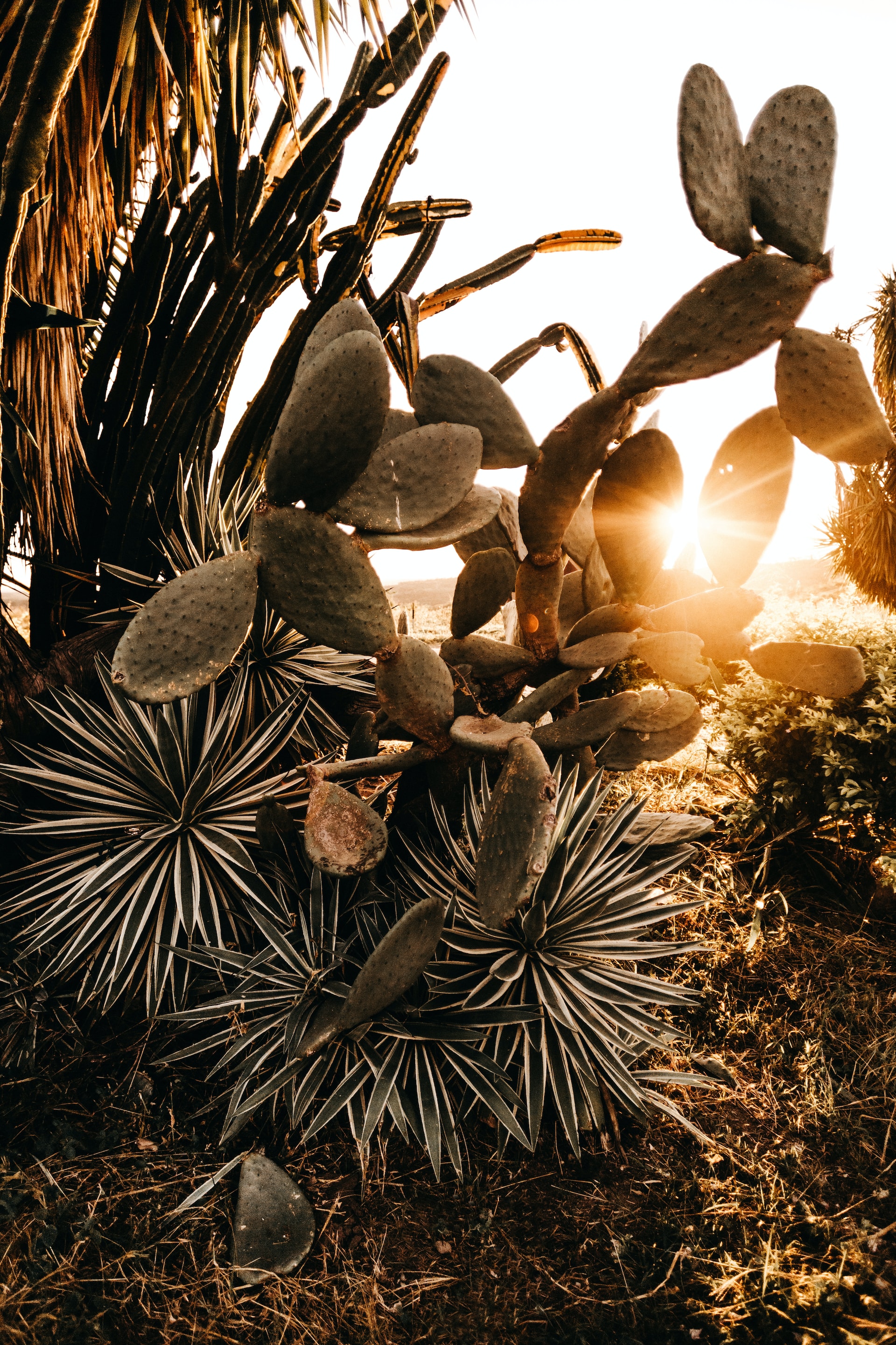 cacti