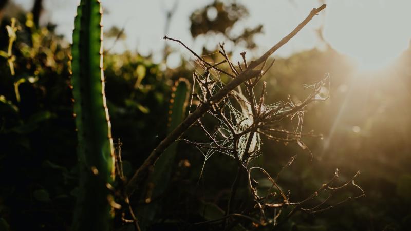 cacti