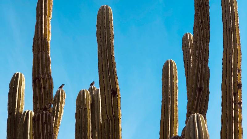 cacti